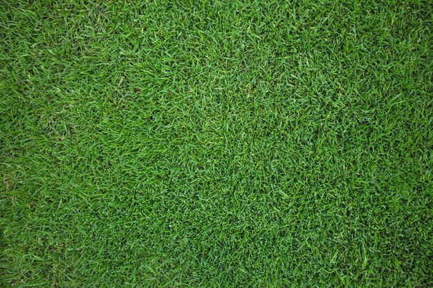 campo de hierba verde de fondo