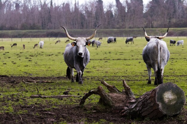 Campo de hierba verde con un grupo de toros en el pasto