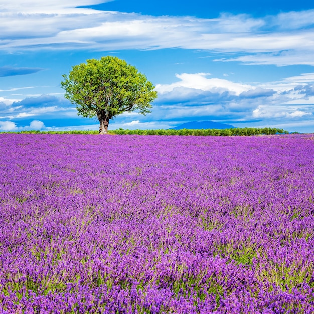 Campo de lavanda con árbol en Francia