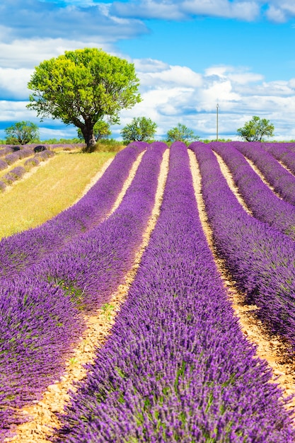 Foto gratuita campo de lavanda con árbol en provenza, francia