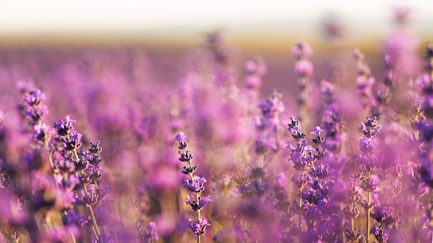 Campo de lavanda borroso al aire libre