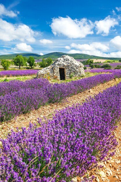 Campo de lavanda cerca de Banon, Francia