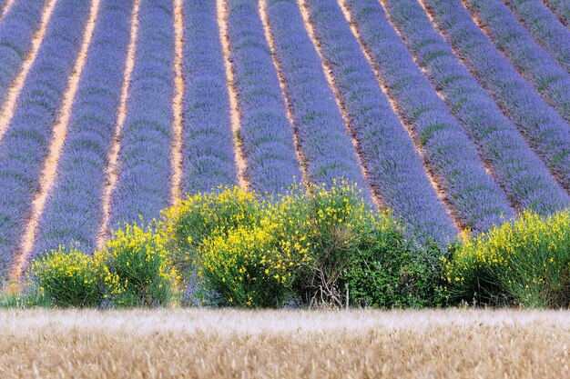 Foto gratuita campo de lavanda francesa