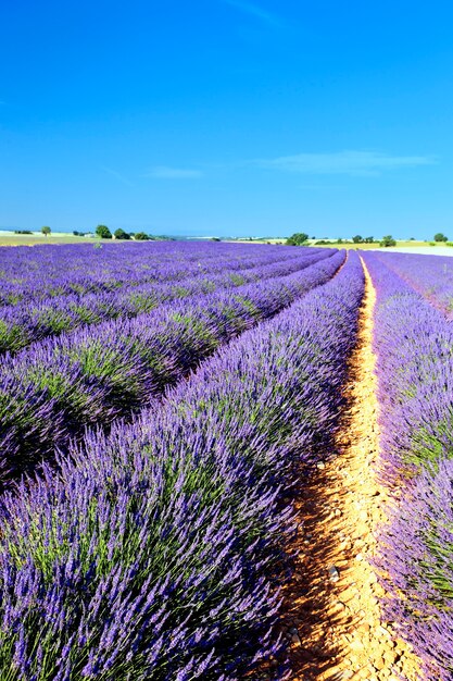 Campo de lavanda en la región de Provenza, Francia