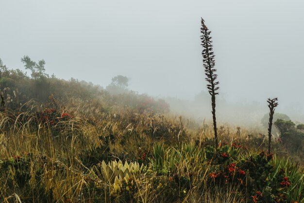 Campo lleno de diferentes flores silvestres y un cielo brumoso.