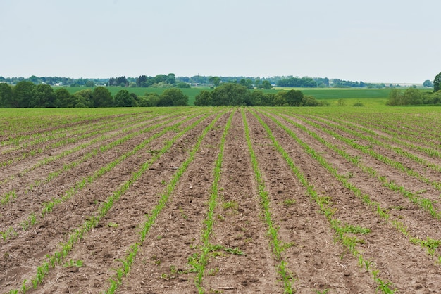 Campo de maíz: plantas jóvenes de maíz que crecen al sol.