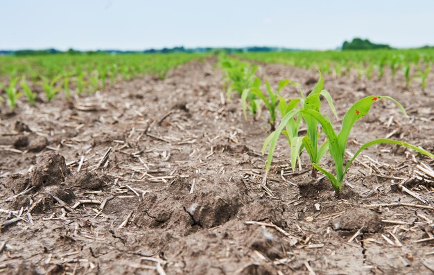 Campo de maíz: plantas jóvenes de maíz que crecen al sol.