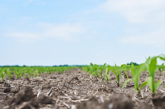 Campo de maíz: plantas jóvenes de maíz que crecen al sol.