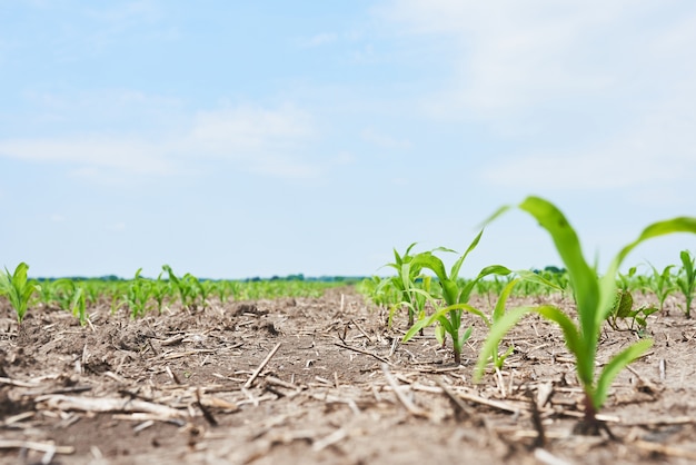 Campo de maíz: plantas jóvenes de maíz que crecen al sol.