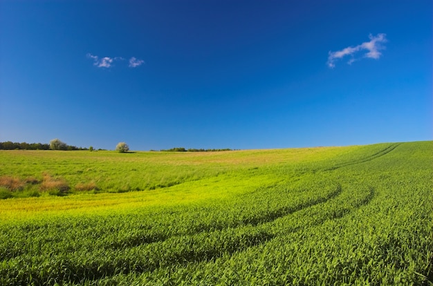 Campo con marcas de tractor