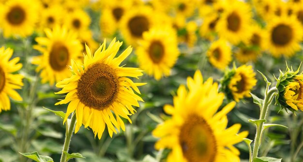 Campo con muchos girasoles florecientes concepto de verano