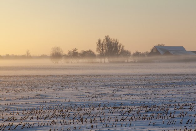 Campo nevado vacío con niebla y árboles en la distancia