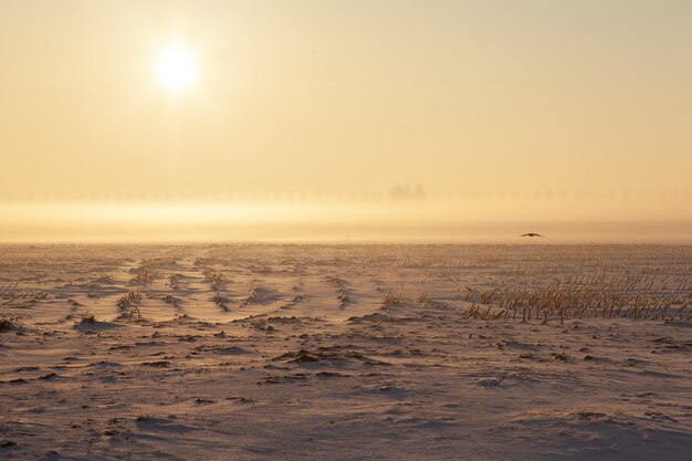 Campo nevado vacío con niebla