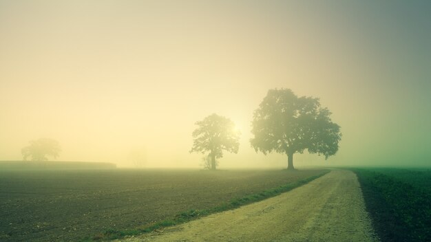 Campo de niebla