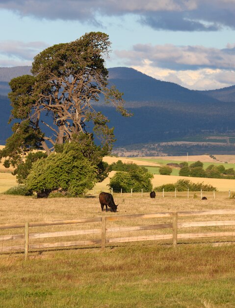 Campo, pastoreo de animales