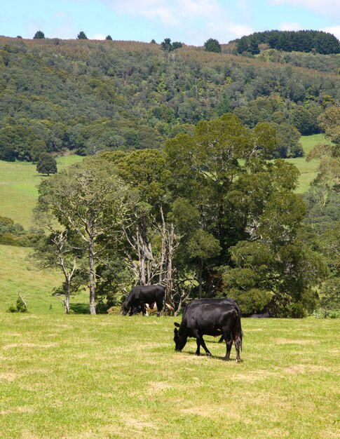 Campo, pastoreo de animales