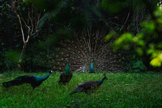 Foto gratuita campo con pavos reales rodeado de árboles y césped bajo la luz del sol