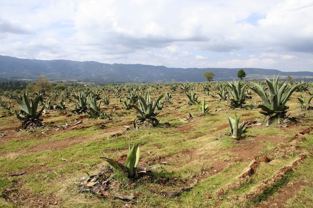 Campo de plantación de agave bajo el hermoso cielo nublado