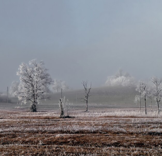 Campo de plantas y árboles durante el día.