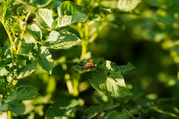 Foto gratuita campo de plantas de concepto de agricultura ecológica