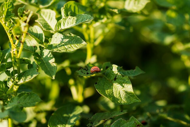 Campo de plantas de concepto de agricultura ecológica