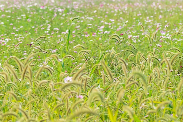 Foto gratuita campo plantas hoja agronomía campo