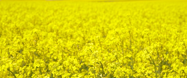 Campo de primavera de violación fresca.