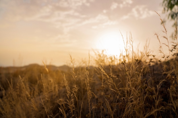 Campo y puesta de sol