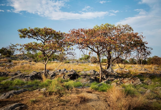 Campo Árbol Rock Naturaleza Lugar Ocio