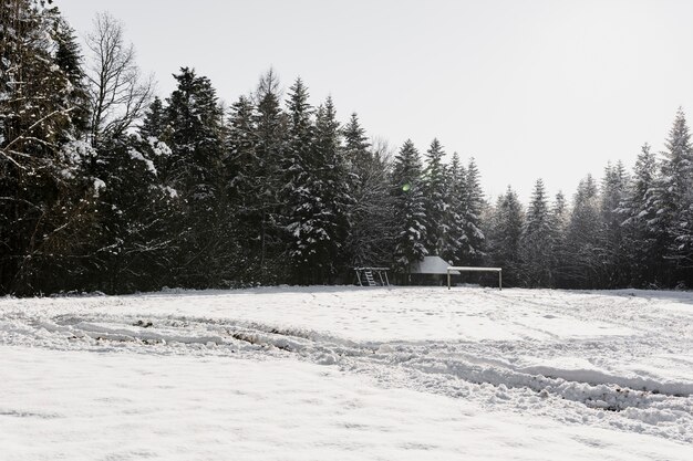 Campo soleado en bosque de invierno