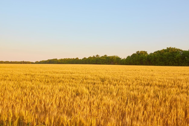 Foto gratuita campo de trigo amarillo y cielo azul oscuro