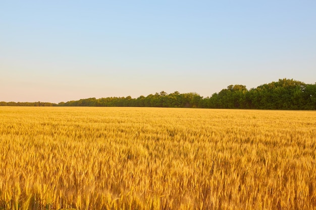 Campo de trigo amarillo y cielo azul oscuro