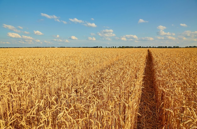 Foto gratuita campo de trigo amarillo y cielo azul oscuro