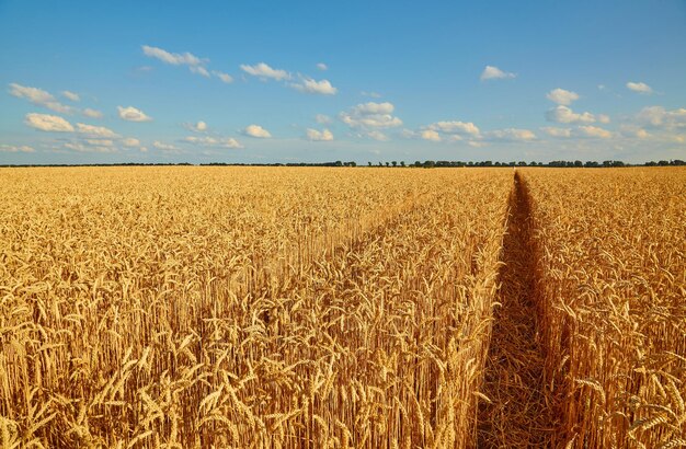Campo de trigo amarillo y cielo azul oscuro