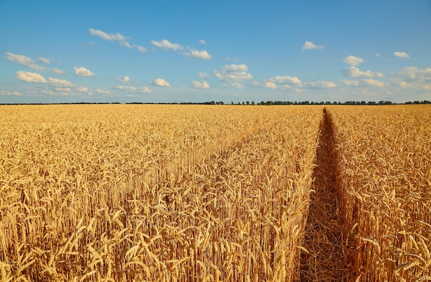 Campo de trigo amarillo y cielo azul oscuro