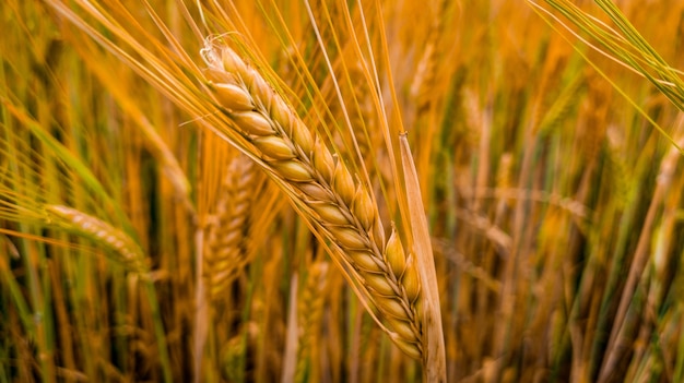 Foto gratuita campo de trigo amarillo