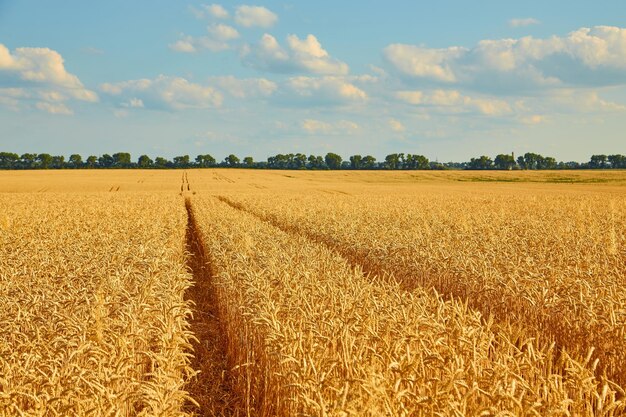 Campo de trigo dorado con cielo azul