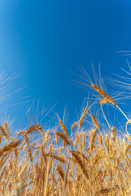 Campo de trigo dorado y día soleado.