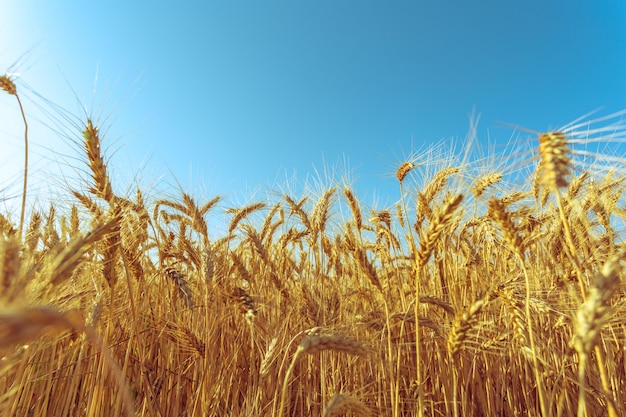 Campo de trigo dorado y día soleado.