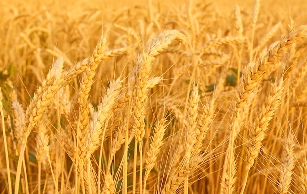 Campo de trigo con espiguillas en tonos dorados