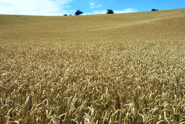 Campo de trigo de largo crecimiento bajo el cielo azul
