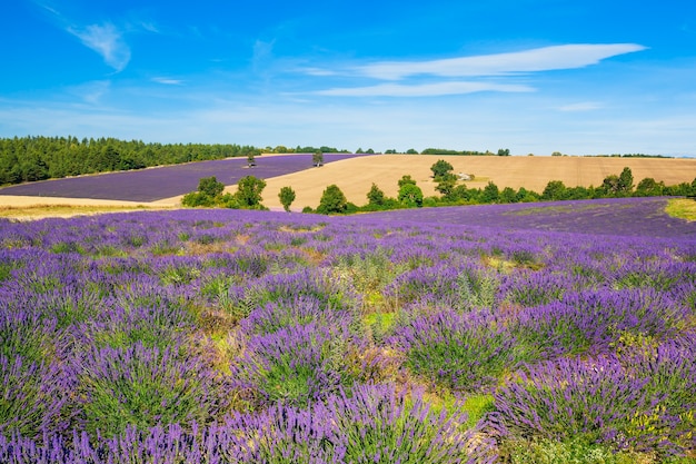 Campo de trigo y lavanda con árbol en Provenza, Francia