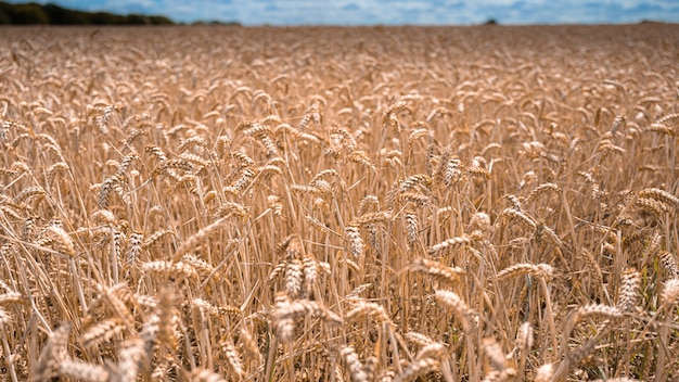 Campo de trigo bajo la luz del sol en Essex, Reino Unido