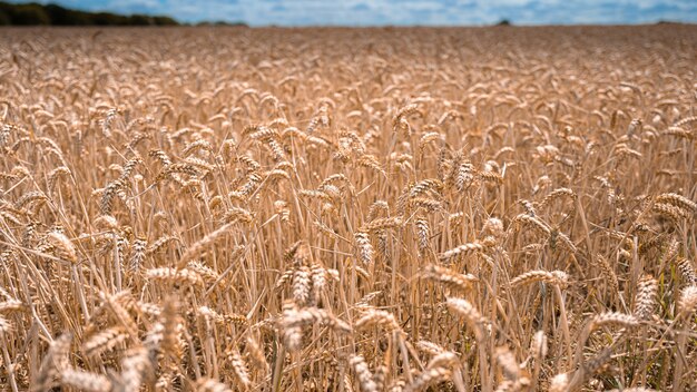 Campo de trigo bajo la luz del sol en Essex, Reino Unido