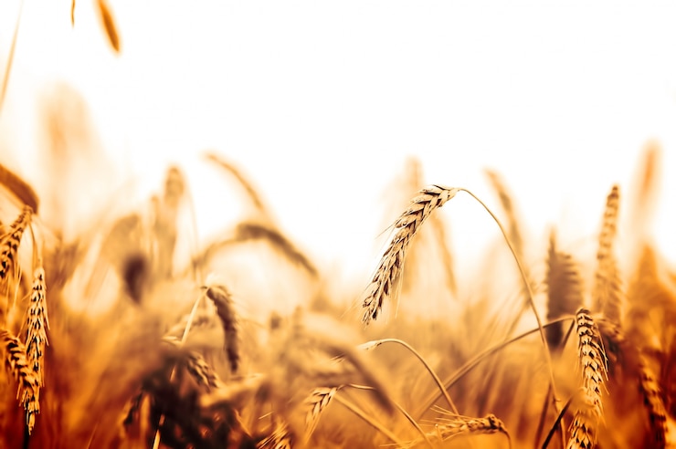 Foto gratuito campo de trigo en tonos anaranjados
