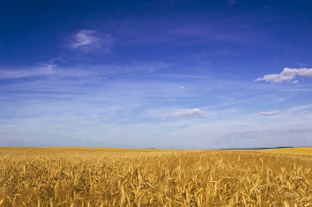 Foto gratuita campo de trigo