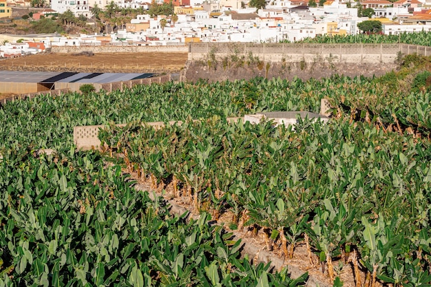 Campo tropical con fondo de pueblo