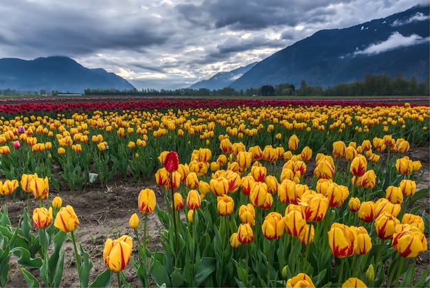 Campo de tulipanes amarillos y rojos
