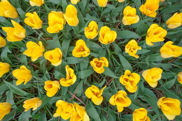 El campo de tulipanes en Holanda u Holanda