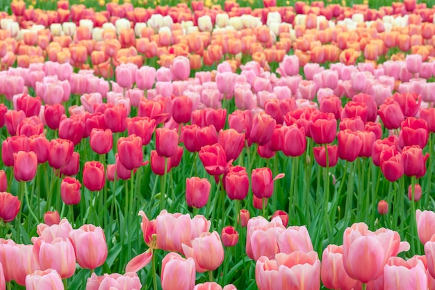 El campo de tulipanes en Holanda u Holanda